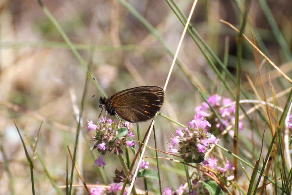 Erebia pharte? S